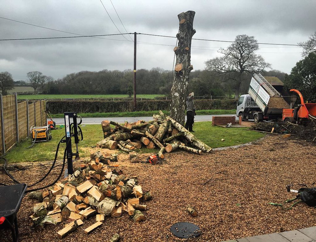 Qualified tree surgeon climbing a large tree with harness and chainsaw