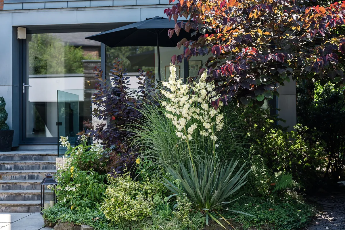 Mature olive trees in modern planters on a contemporary garden terrace